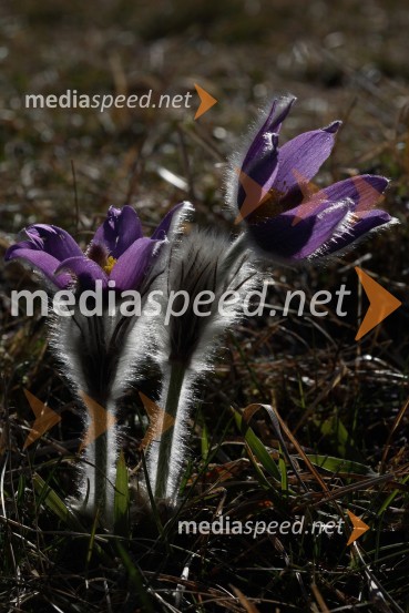 VelikonočnicaRastline