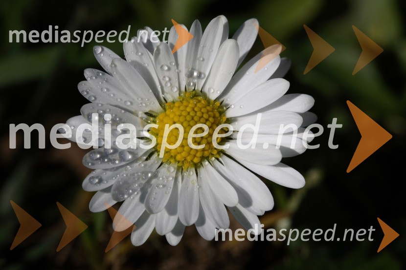 Navadna marjeticaRastline