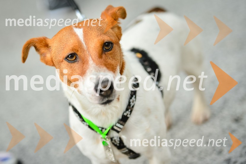 18. Ljubljanski maraton 2013