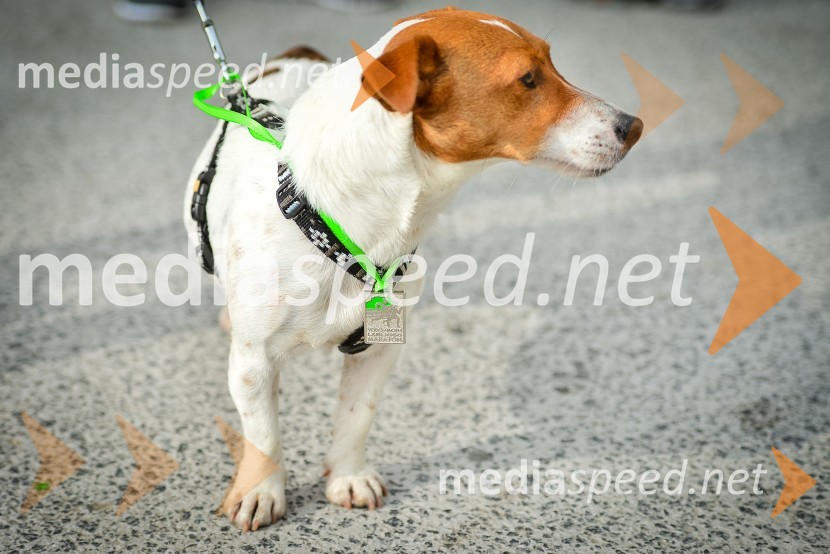 18. Ljubljanski maraton 2013