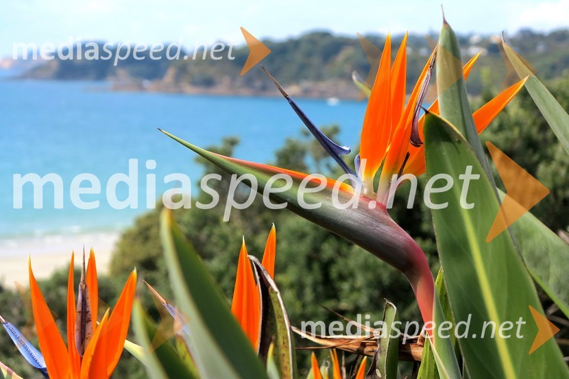 Otok Waiheke, Nova ZelandijaOtok Waiheke, Nova Zelandija