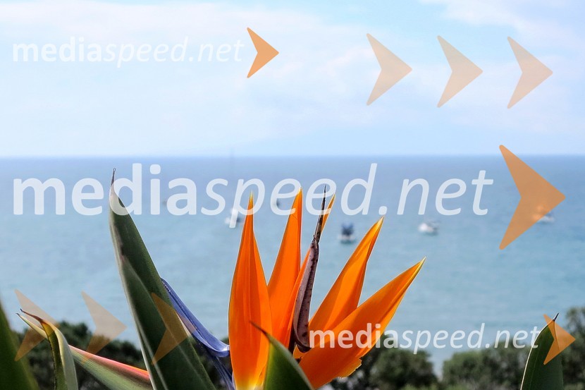 Otok Waiheke, Nova ZelandijaOtok Waiheke, Nova Zelandija