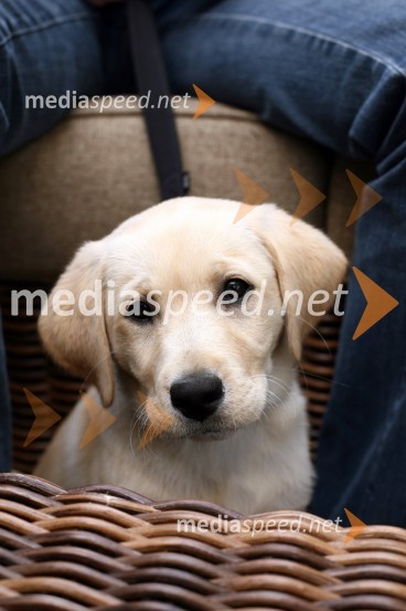 Psička labradorka Saša Pappa, radijskega moderatorjaSašo Papp, radijski moderator