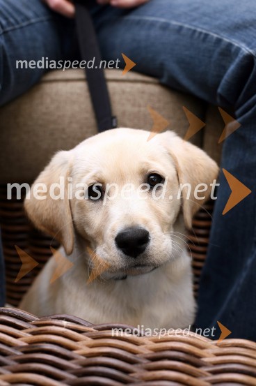 Psička labradorka Saša Pappa, radijskega moderatorjaSašo Papp, radijski moderator