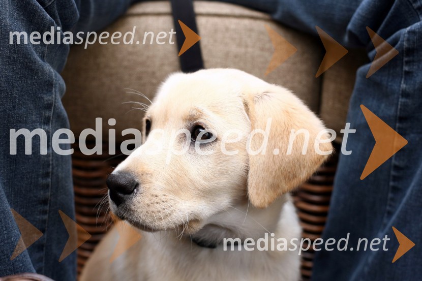 Psička labradorka Saša Pappa, radijskega moderatorjaSašo Papp, radijski moderator