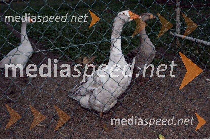 goskeSPEEDWAY, Speedway Grand Prix - VN Italije 2005 dirka