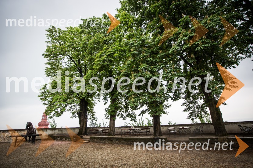 Ptuj je gostil prvi Salon Sauvignon