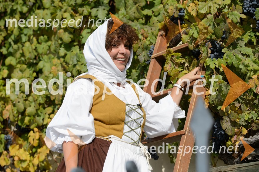 Trgatev Stare trte 2015