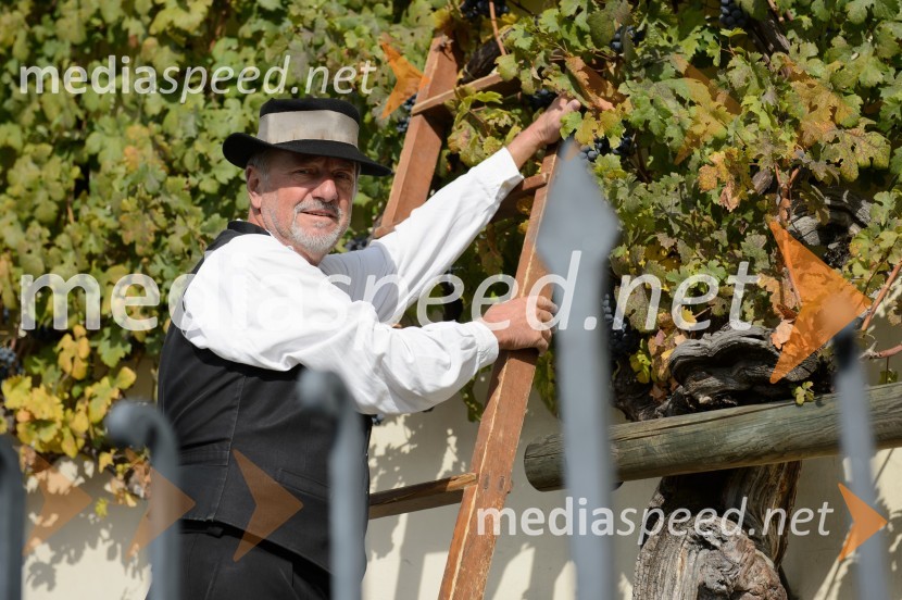 Trgatev Stare trte 2015