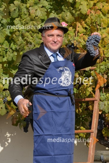 Trgatev Stare trte 2015