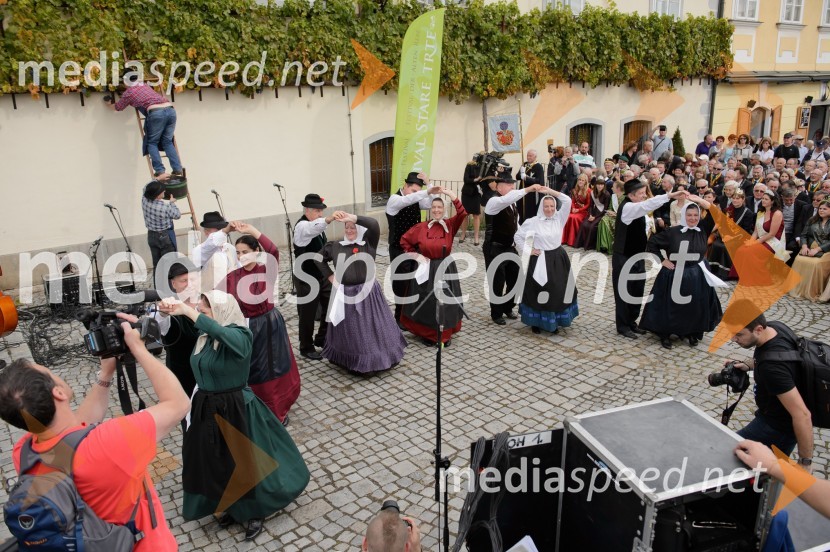 Trgatev Stare trte 2015