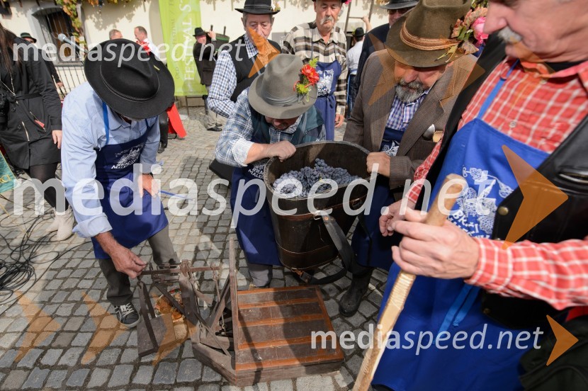 Trgatev Stare trte 2015