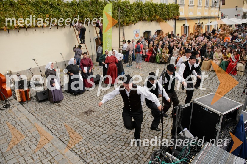 Trgatev Stare trte 2015