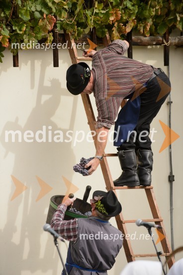 Trgatev Stare trte 2015