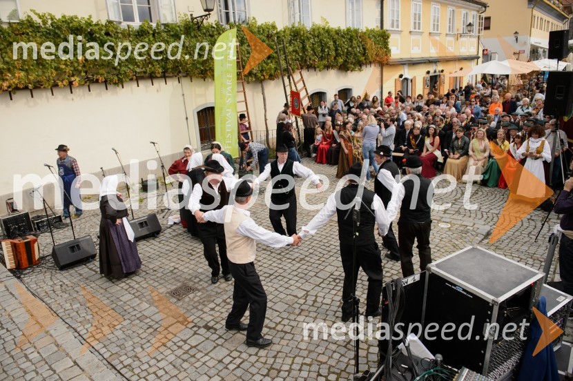 Trgatev Stare trte 2015