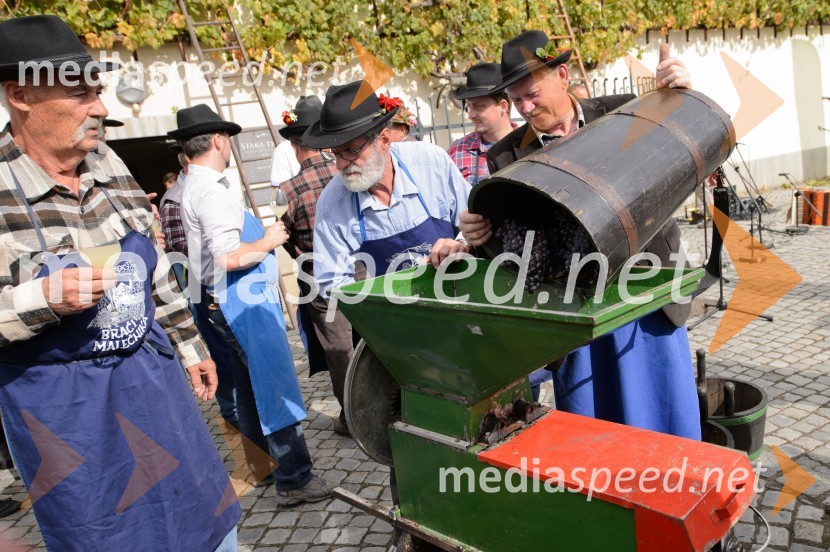 Trgatev Stare trte 2015