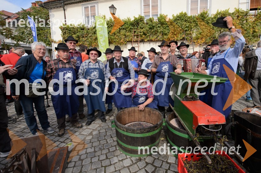 Trgatev Stare trte 2015