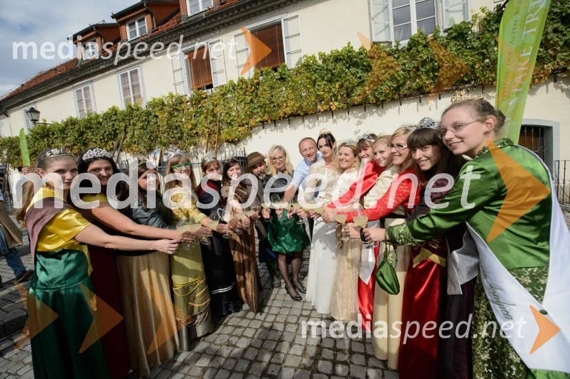 Trgatev Stare trte 2015