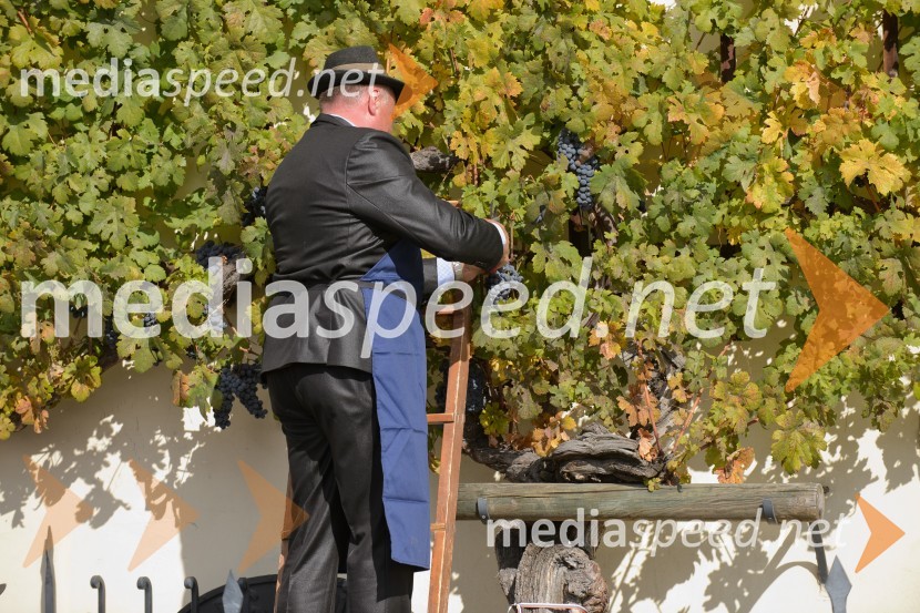 Trgatev Stare trte 2015