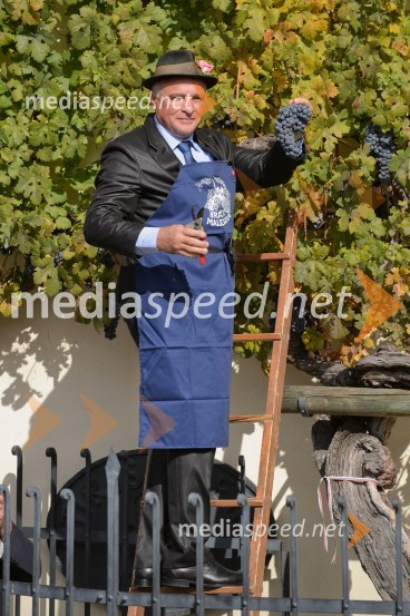 Trgatev Stare trte 2015