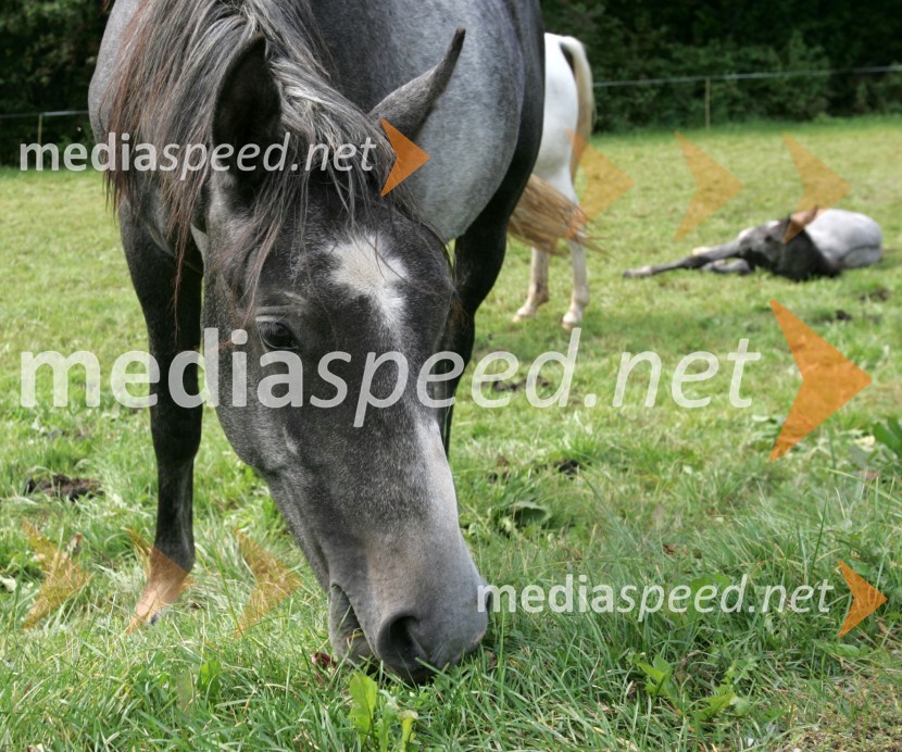 Konji LipicanciKonji Lipicanci