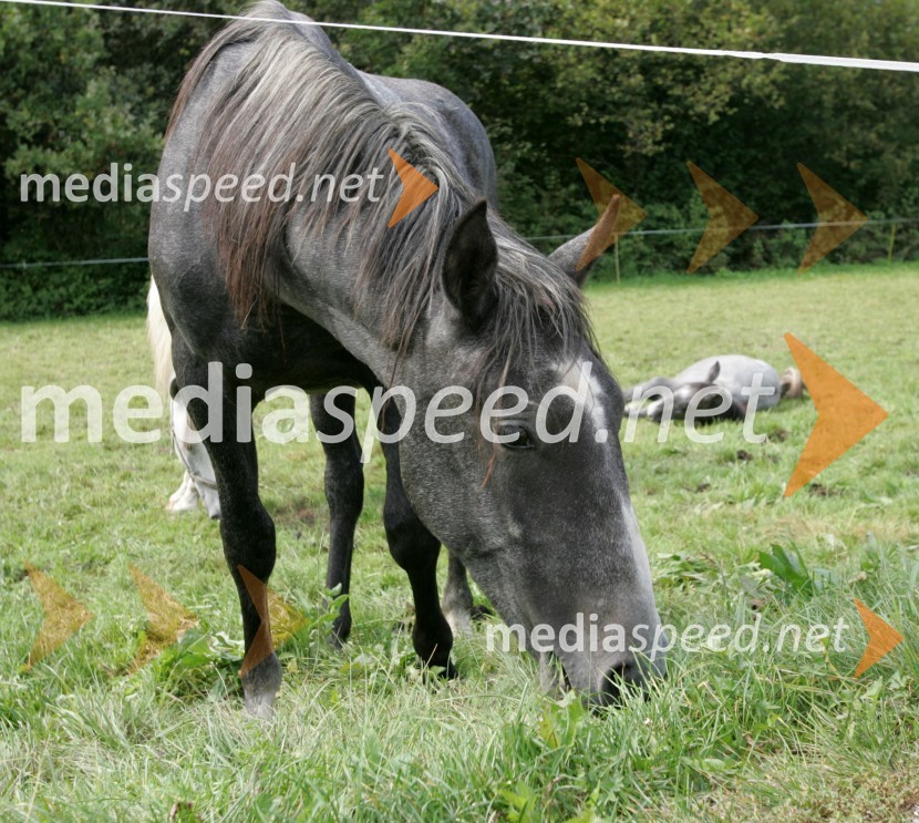 Konji LipicanciKonji Lipicanci