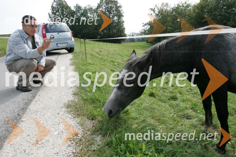 Konji LipicanciKonji Lipicanci