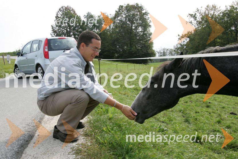 Konji LipicanciKonji Lipicanci