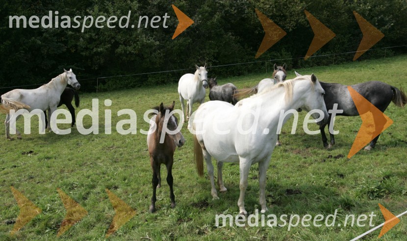 Konji LipicanciKonji Lipicanci