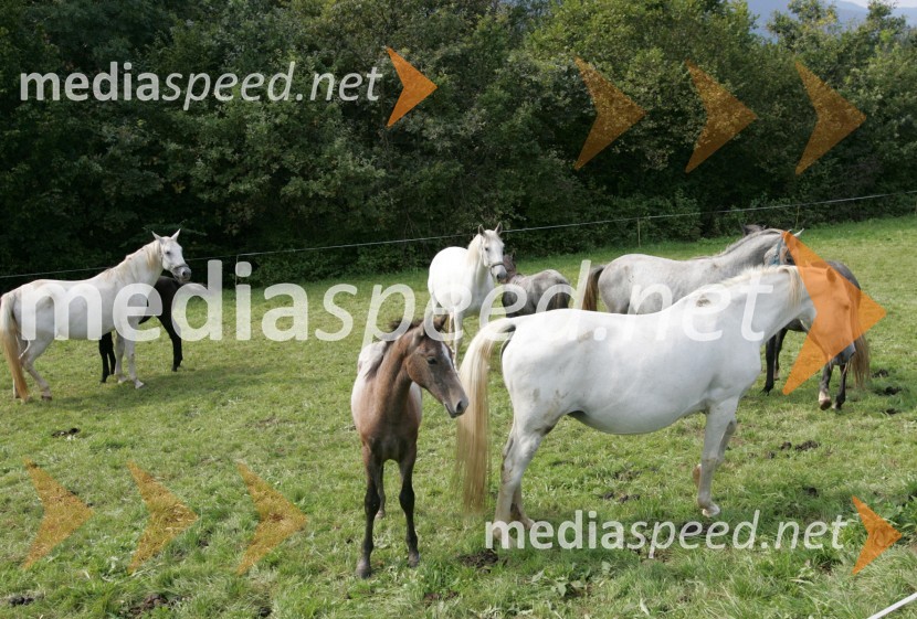 Konji LipicanciKonji Lipicanci