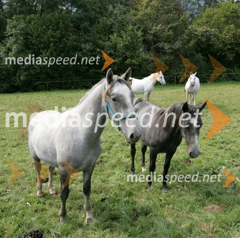 Konji LipicanciKonji Lipicanci