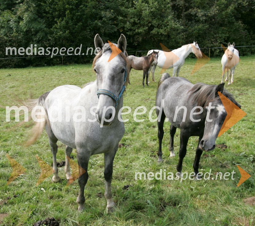 Konji LipicanciKonji Lipicanci