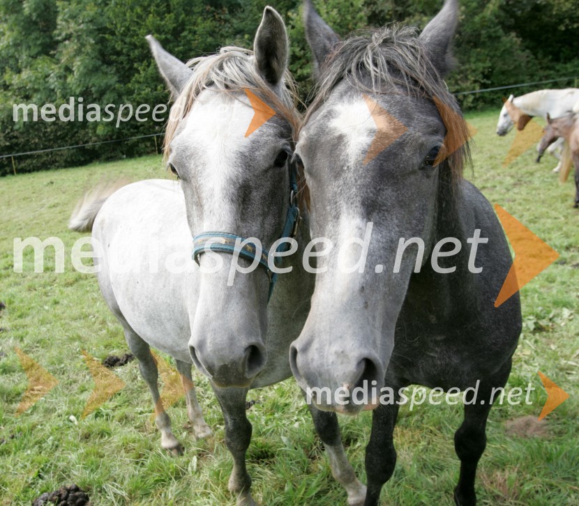 Konji LipicanciKonji Lipicanci