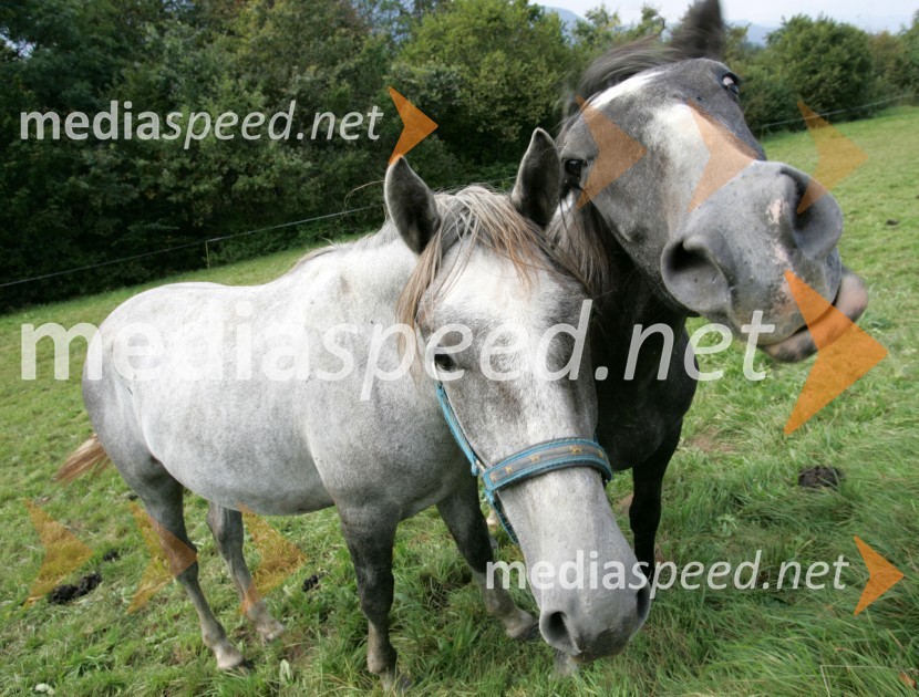 Konji LipicanciKonji Lipicanci