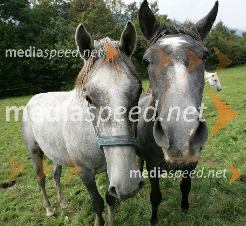 Konji LipicanciKonji Lipicanci