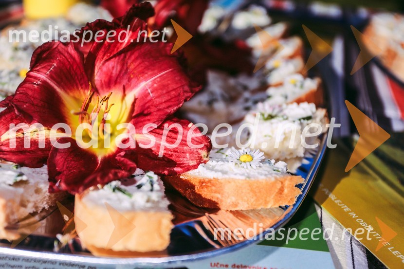 Vrtnice in vino, koncert v Botaničnem vrtu UM