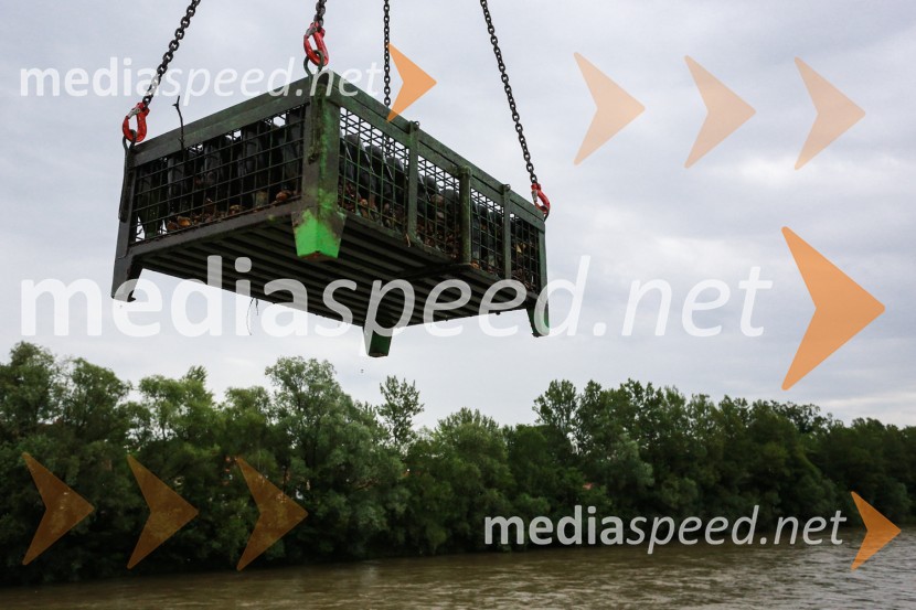 Dan odprtih kleti 2016, dvig penine iz MureDan odprtih kleti 2016, Radgonske gorice