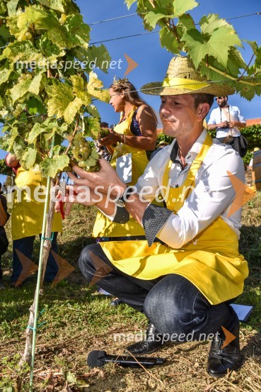  Boštjan Romih, televizijski voditeljZnani Slovenci na prvi trgatvi šipona, Jeruzalem Ormož