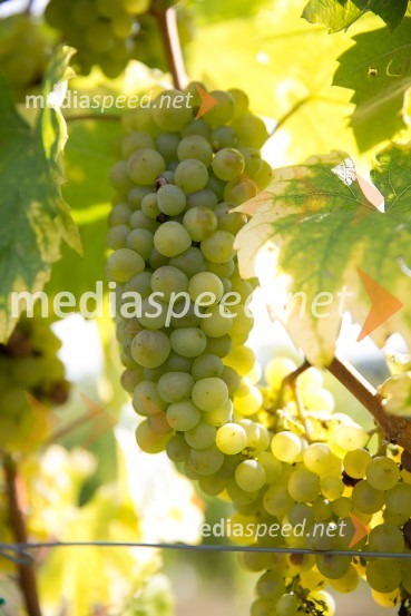 Prva VIP trgatev na Maleku, Jeruzalem OrmožZnani Slovenci na prvi trgatvi šipona, Jeruzalem Ormož