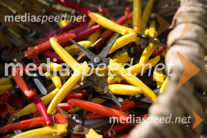 Prva VIP trgatev na Maleku, Jeruzalem OrmožZnani Slovenci na prvi trgatvi šipona, Jeruzalem Ormož