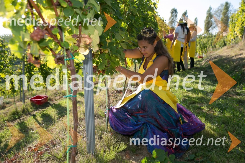  Sara Stadler, Vinska kraljica Slovenije 2016Znani Slovenci na prvi trgatvi šipona, Jeruzalem Ormož