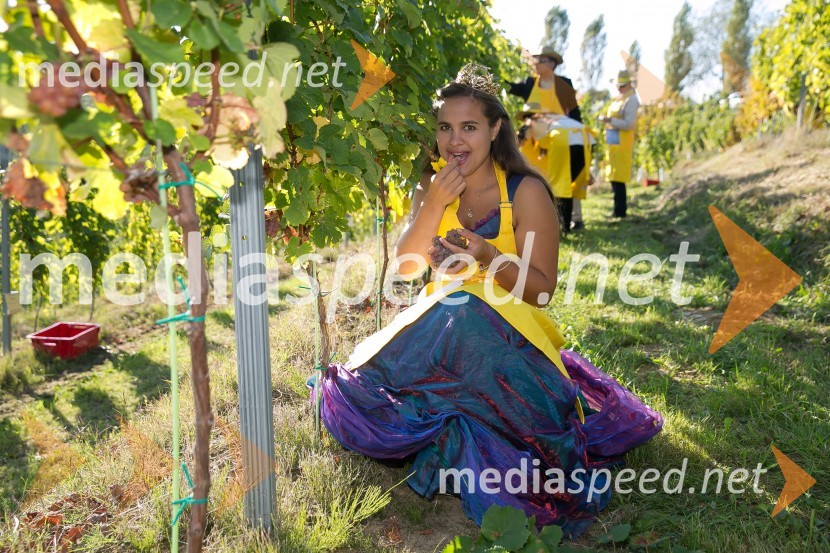  Sara Stadler, Vinska kraljica Slovenije 2016Znani Slovenci na prvi trgatvi šipona, Jeruzalem Ormož