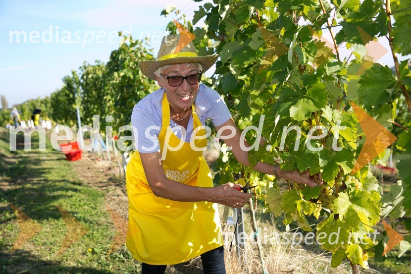 Znani Slovenci na prvi trgatvi šipona, Jeruzalem Ormož