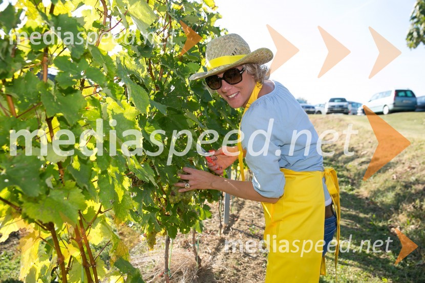  Tatjana Puklavec, direktorica P&F wineries B. V.Znani Slovenci na prvi trgatvi šipona, Jeruzalem Ormož