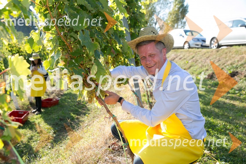  Jorn Pedersen, direktor skupine P&F Holding vinoZnani Slovenci na prvi trgatvi šipona, Jeruzalem Ormož