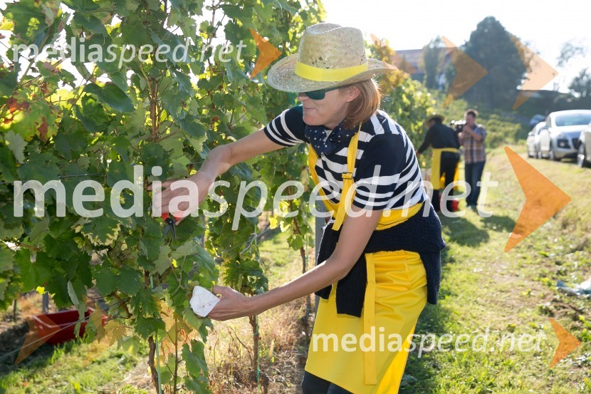 Znani Slovenci na prvi trgatvi šipona, Jeruzalem Ormož