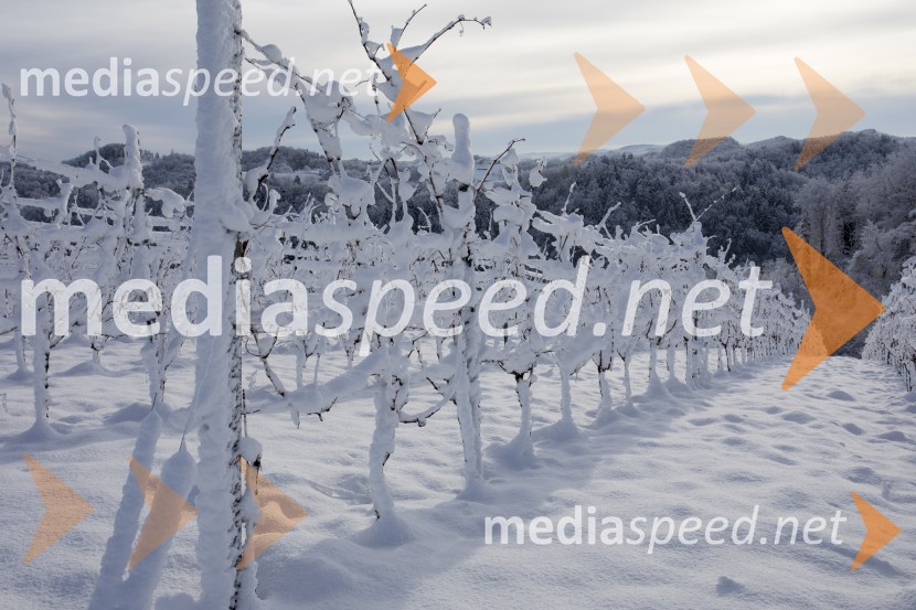 Hiša vina DopplerObisk nagrajencev Slovenskih novic pri PUBEC vinarjih Hiša vina Doppler in Vino Mulec