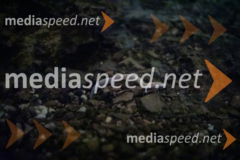 Človeška ribicaPostojnska jama in Hotel jama