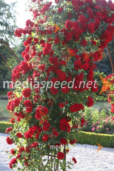 Vino in vrtnice 2019Vino in vrtnice 2019