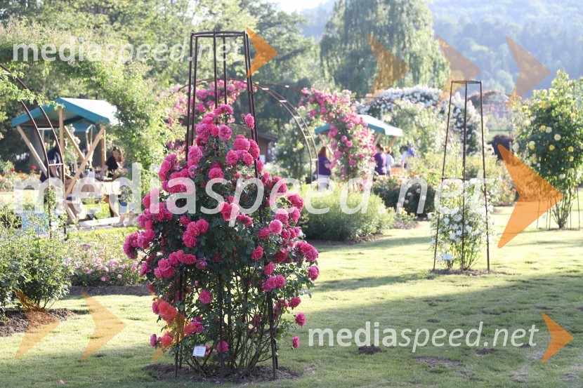 Vino in vrtnice 2019Vino in vrtnice 2019